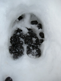 PASSIONE PER IL CERVO